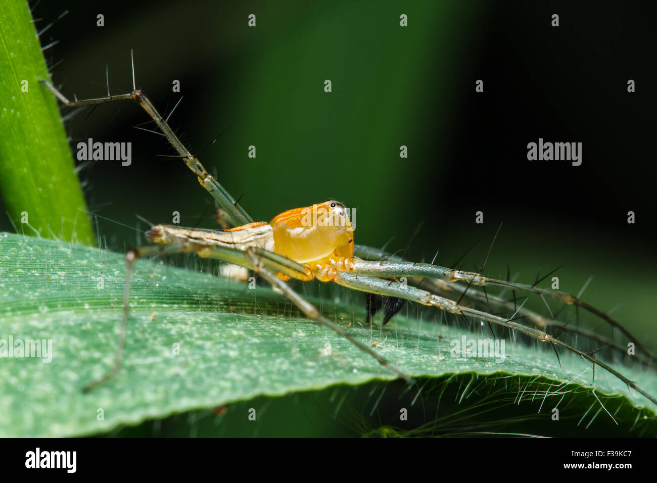 Jumping spider on green leaf Stock Photo - Alamy