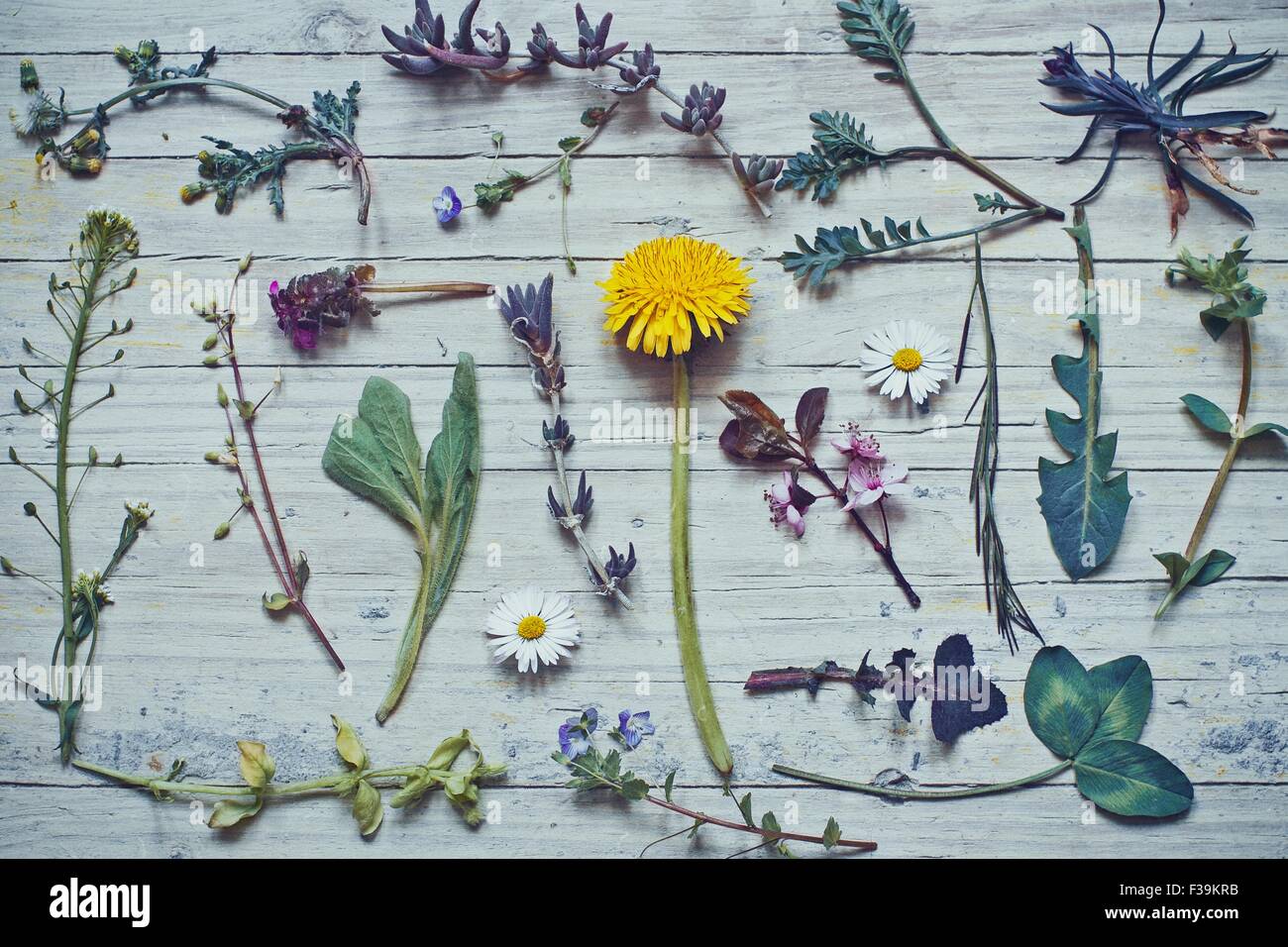 Collection of wildflowers on a table Stock Photo