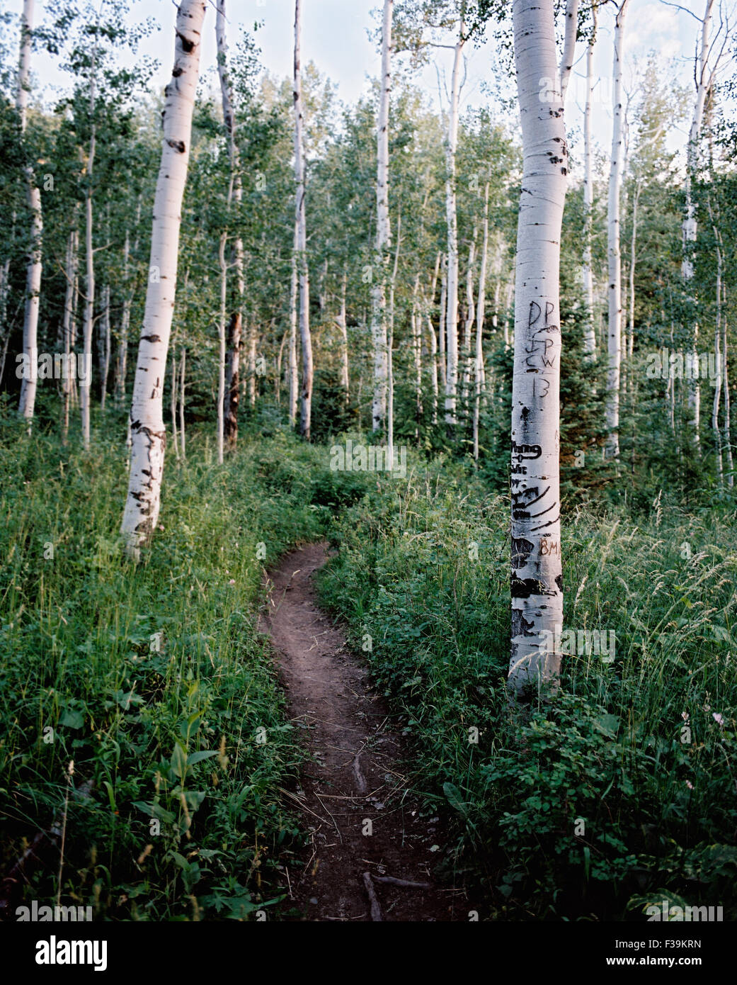 Path through the forest, Fork Canyon, Utah, USA Stock Photo - Alamy