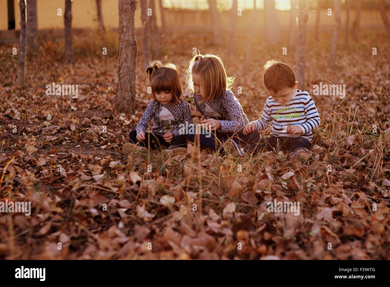 Three children sitting in the forest playing with autumn leaves Stock Photo