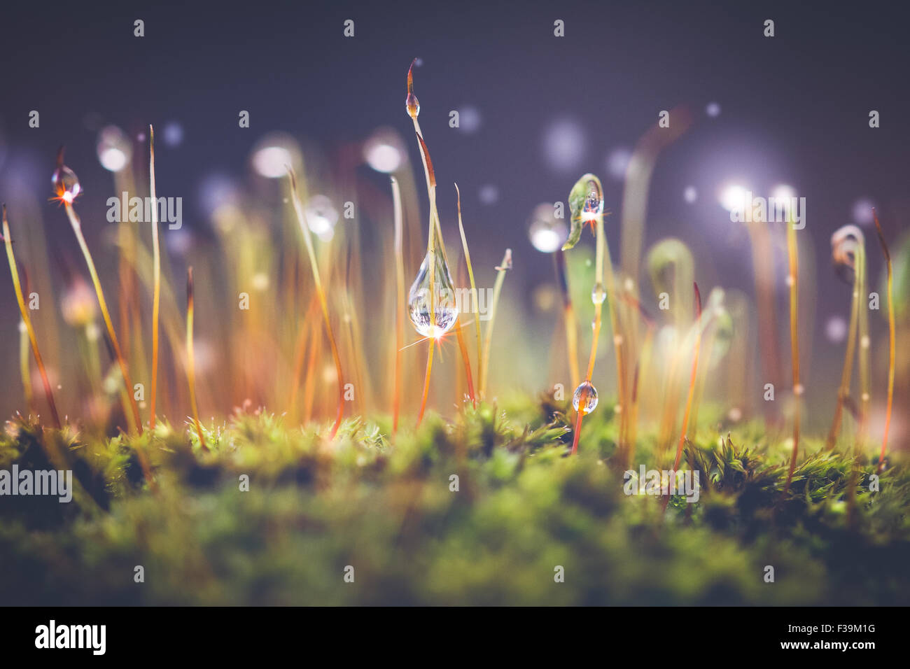 Close-up shot of Morning dewdrops on moss Stock Photo