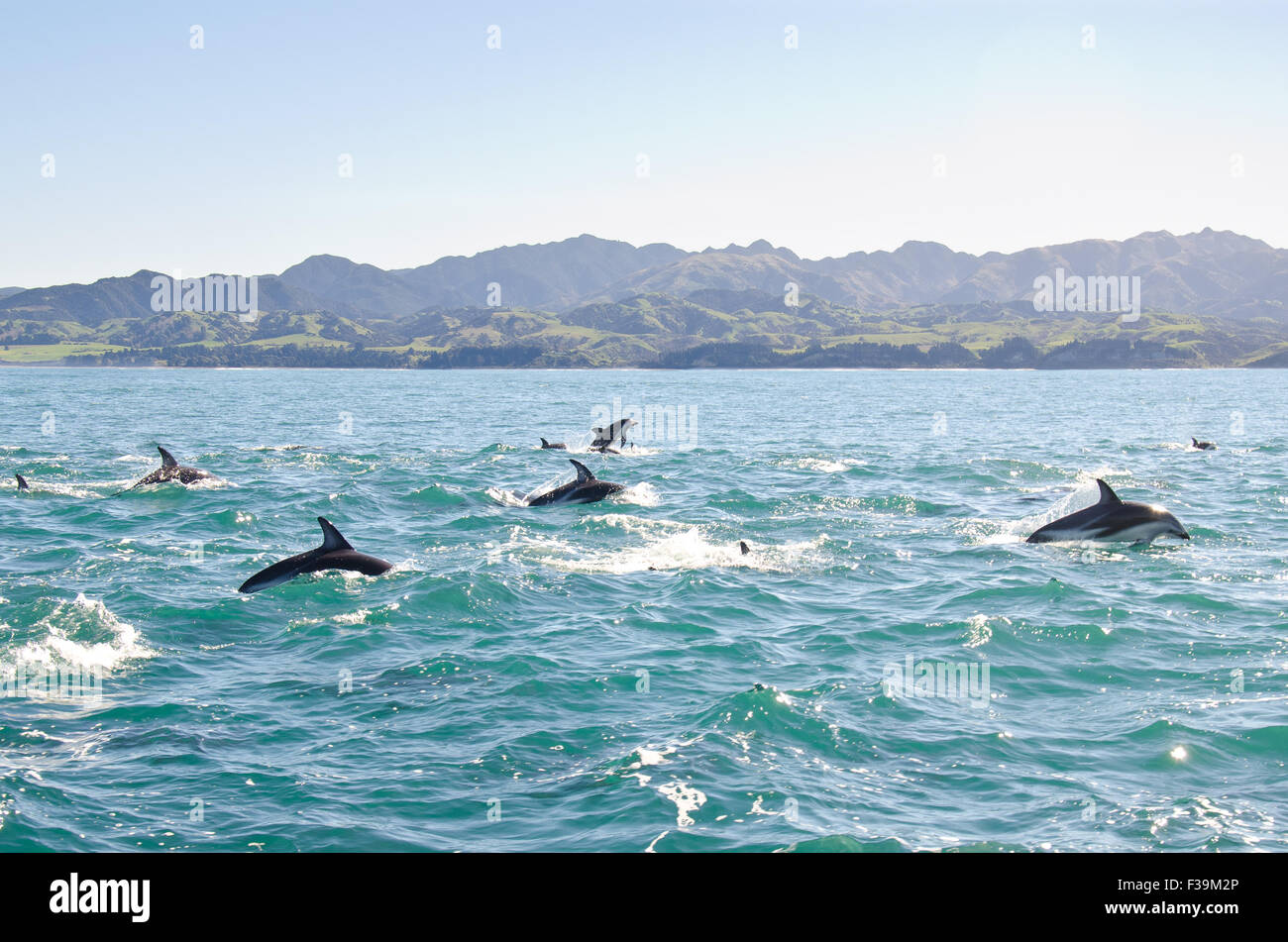 A pod of Dolphins jumping out of the sea Stock Photo