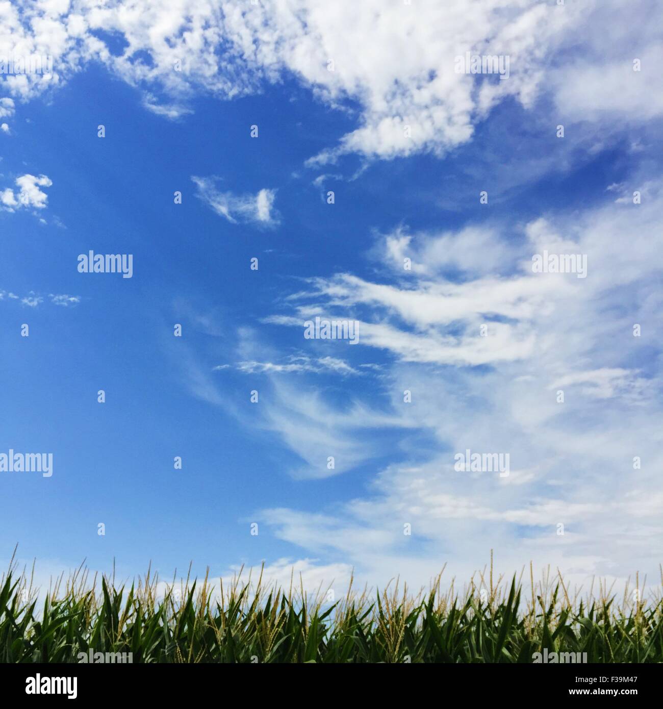 Minimalist corn field and wispy cloudy blue sky Stock Photo