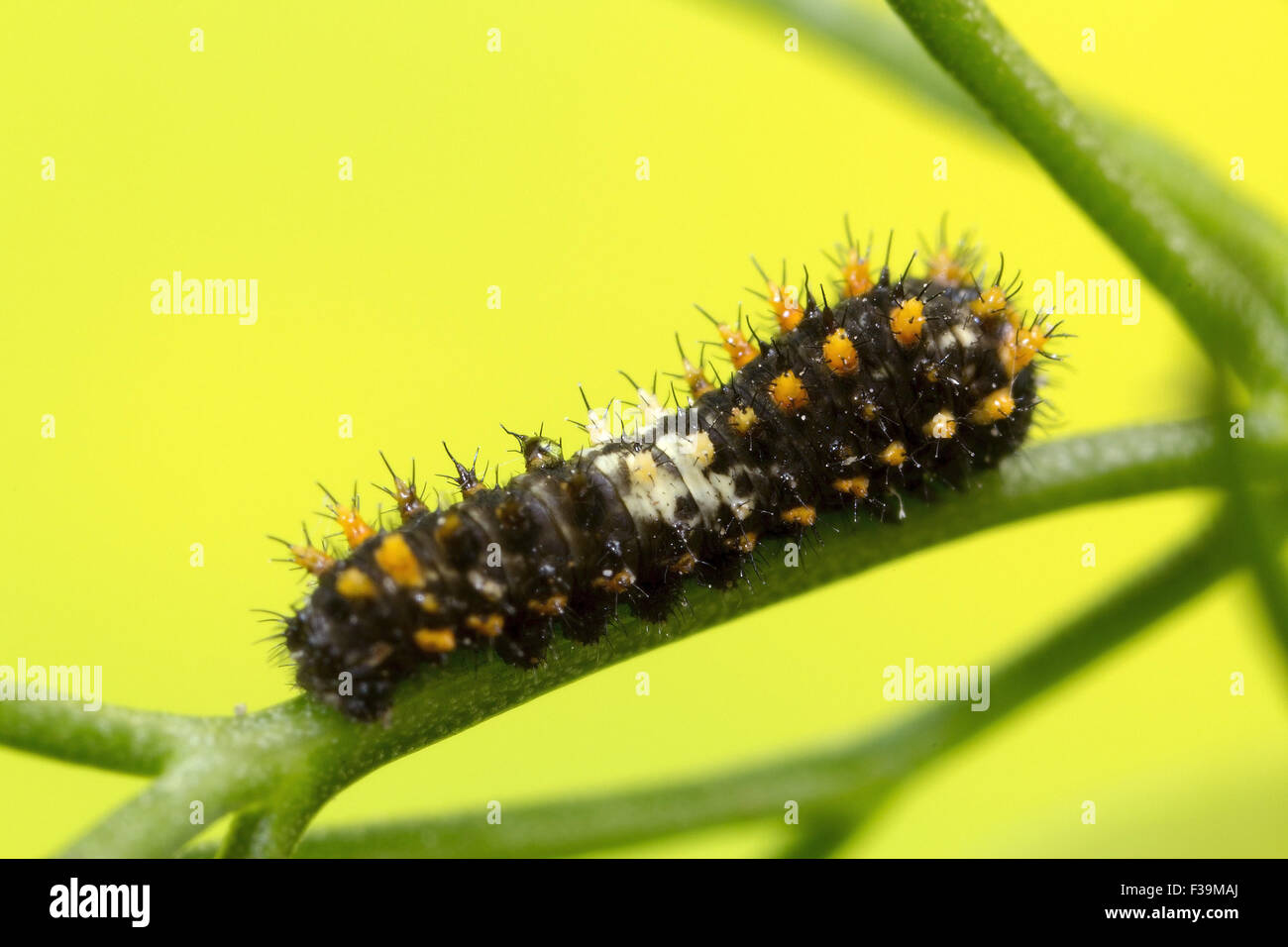 Swallowtail caterpillar at a very early stage Stock Photo Alamy