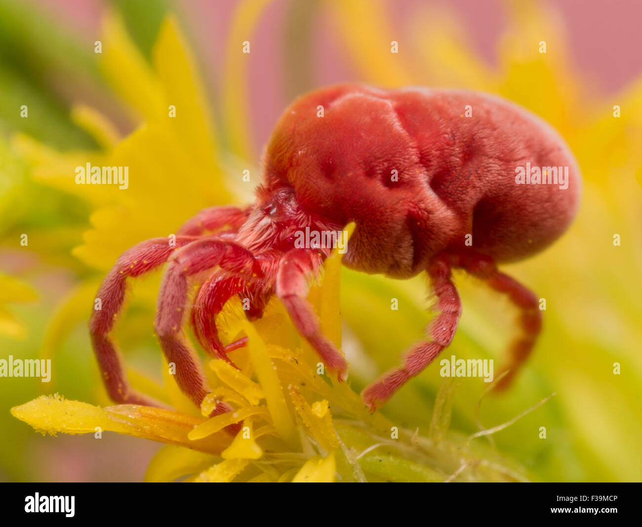 Soft, furry red velvet mite climbs on a yellow flower.  These tiny creatures look like red bean bag chairs. Stock Photo