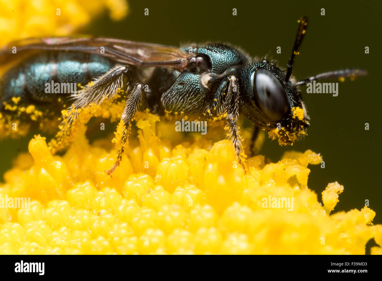 Dark Green Sweat bee (Lasioglossum dialictus) extracts pollen from a yellow flower Stock Photo