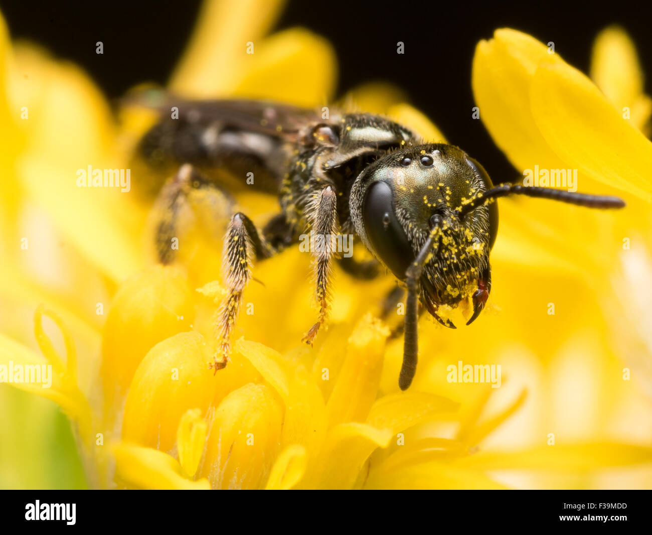 Dark Sweat bee (Lasioglossum) extracts pollen from a yellow flower Stock Photo