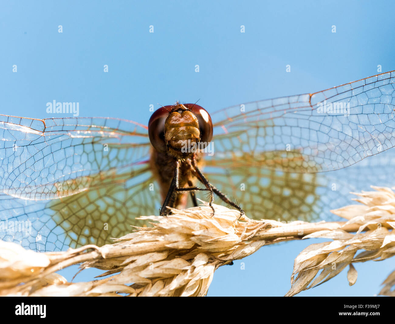 Red dragonfly looks up on brown grain with sky in background Stock ...