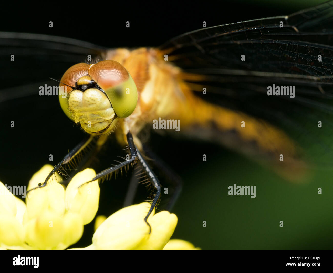 Dragonfly on yellow flower with dark green background Stock Photo - Alamy