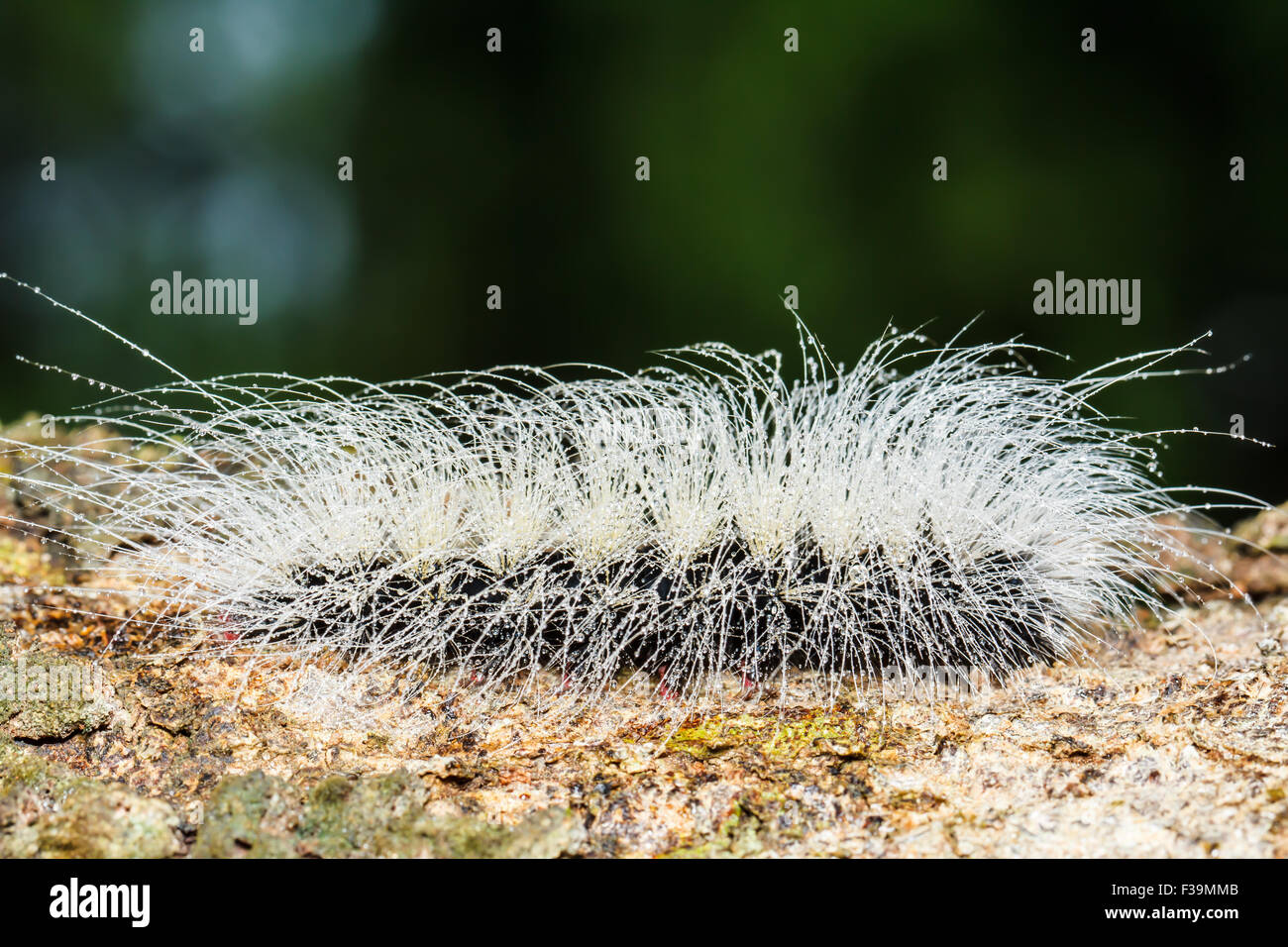 Hairy caterpillars hi-res stock photography and images - Alamy