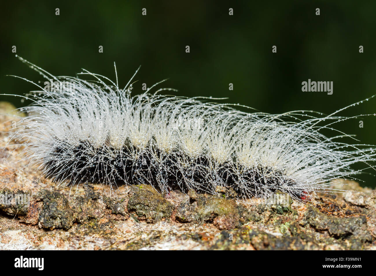 Hairy caterpillars hi-res stock photography and images - Alamy