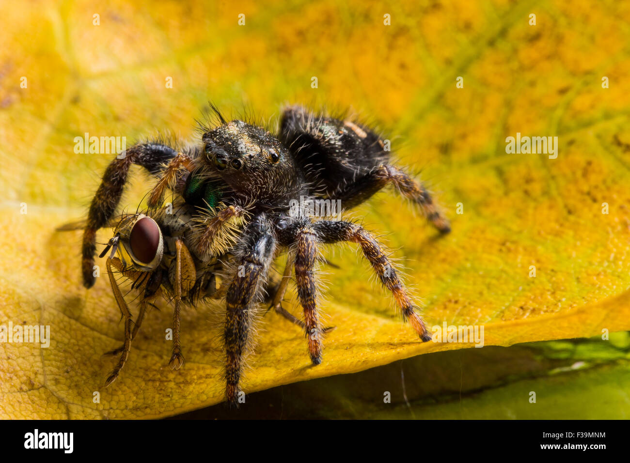 Black jumping spider with shiny green mouth eats fly with red eyes on ...