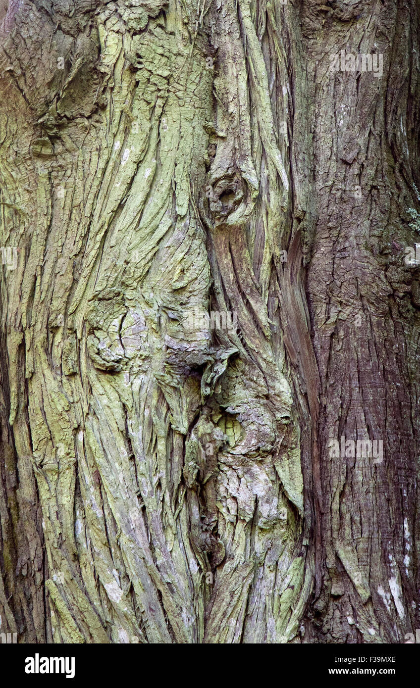 Texture Of Old Grey Bumpy Tree Bark Stock Photo Alamy