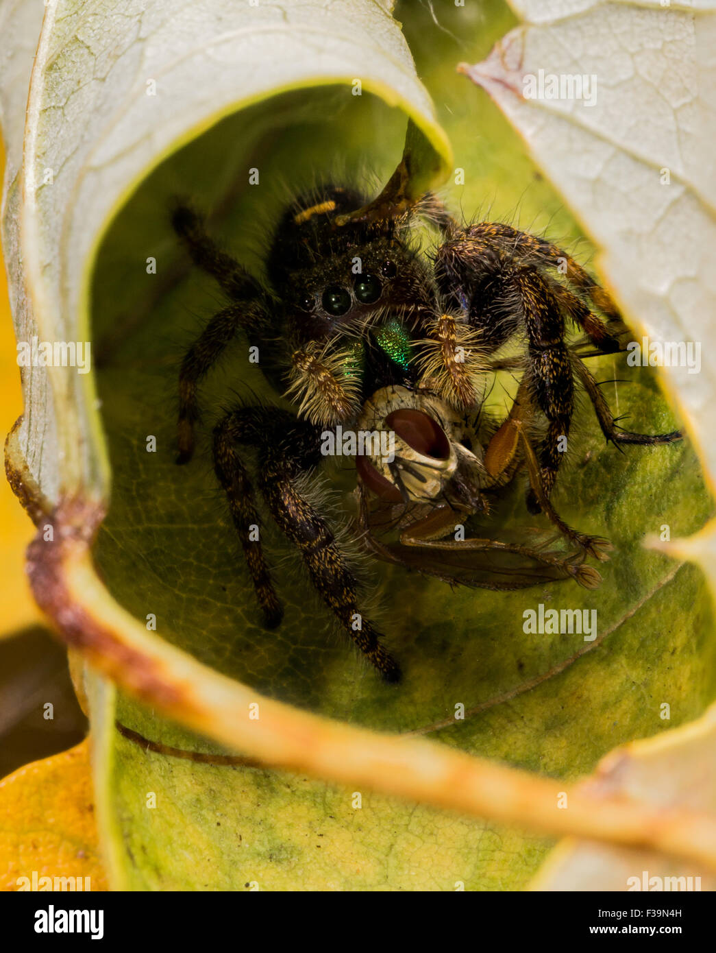 Black jumping spider with shiny green mouth eats fly with red eyes on leaf. Stock Photo