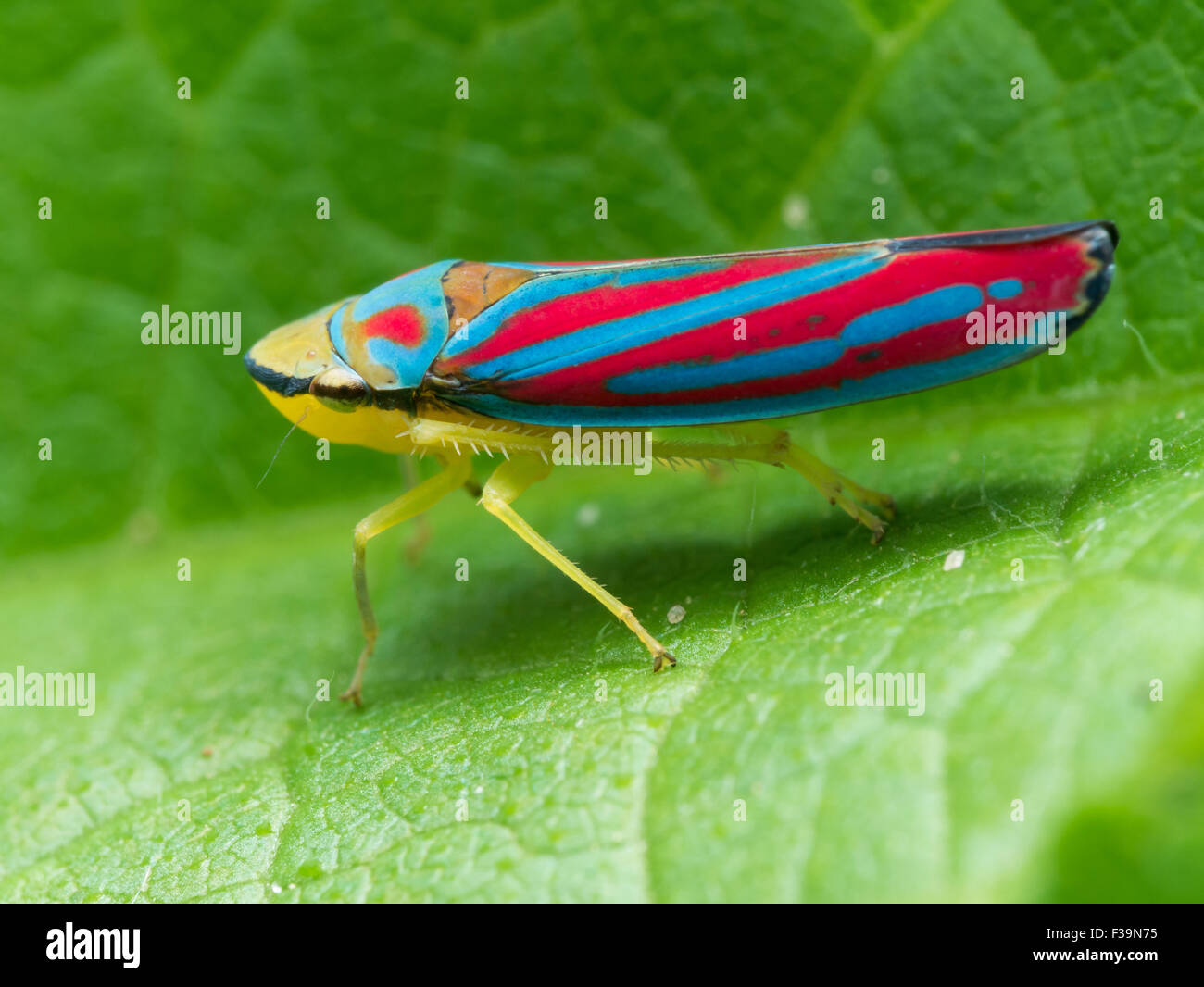 Red and blue bugs hires stock photography and images Alamy