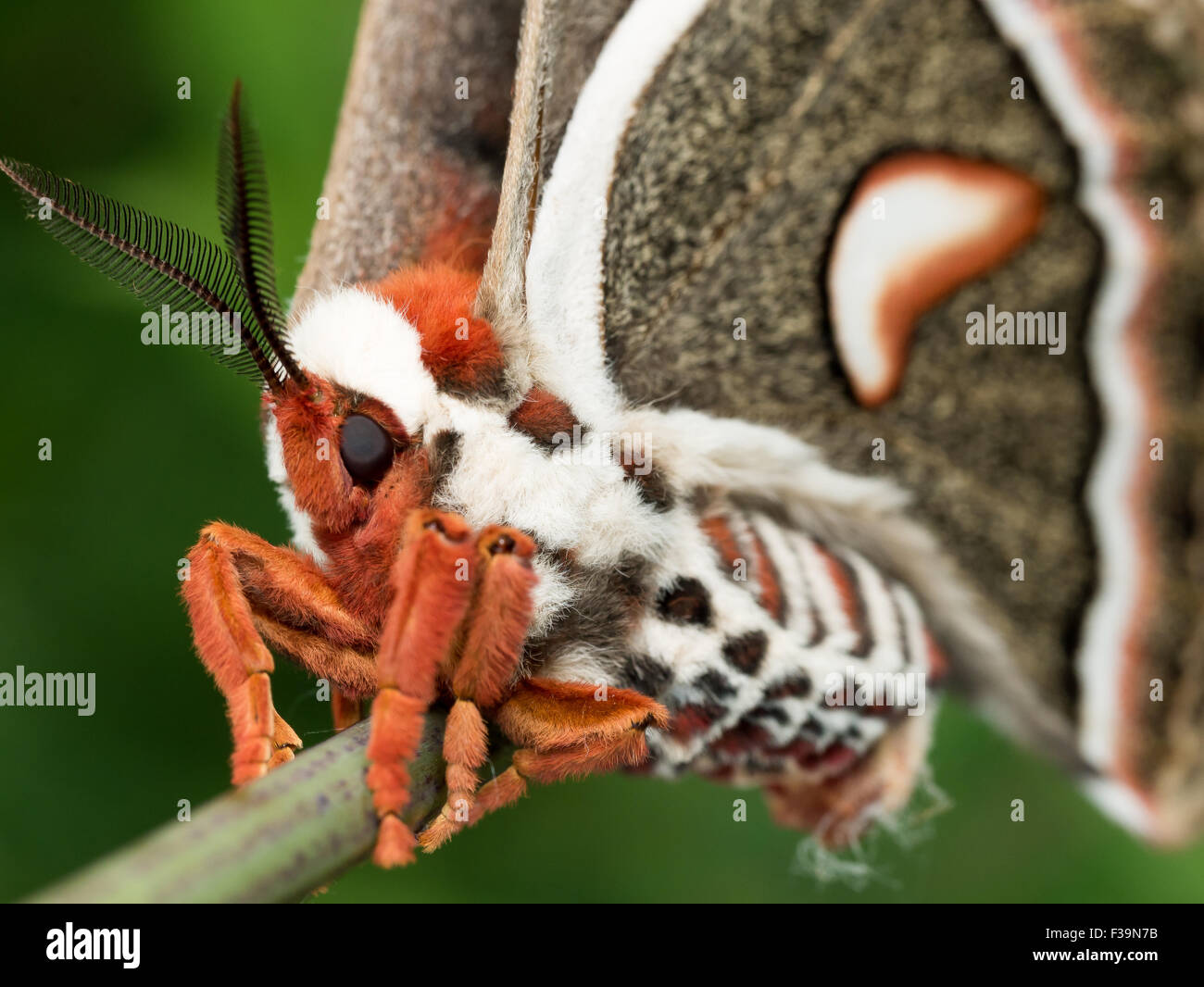 Profile view of orange, white and brown giant silk moth Stock Photo