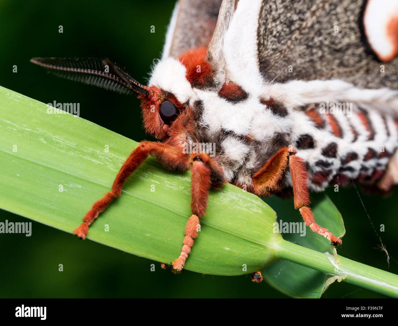Profile view of orange, white and brown giant silk moth on green grass Stock Photo
