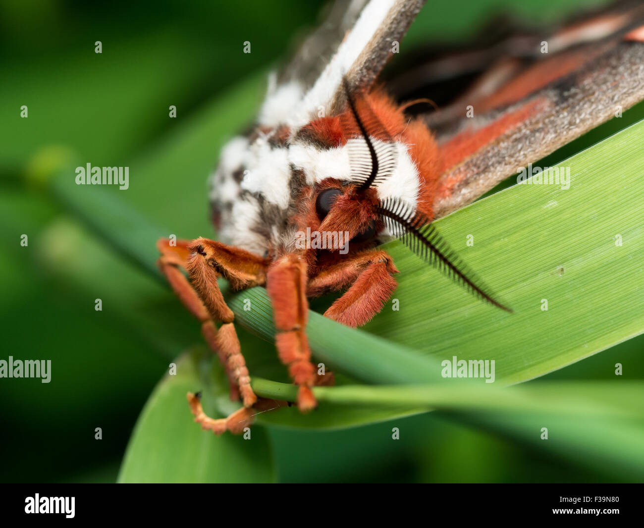 front view of orange, white and brown giant silk moth on green grass Stock Photo