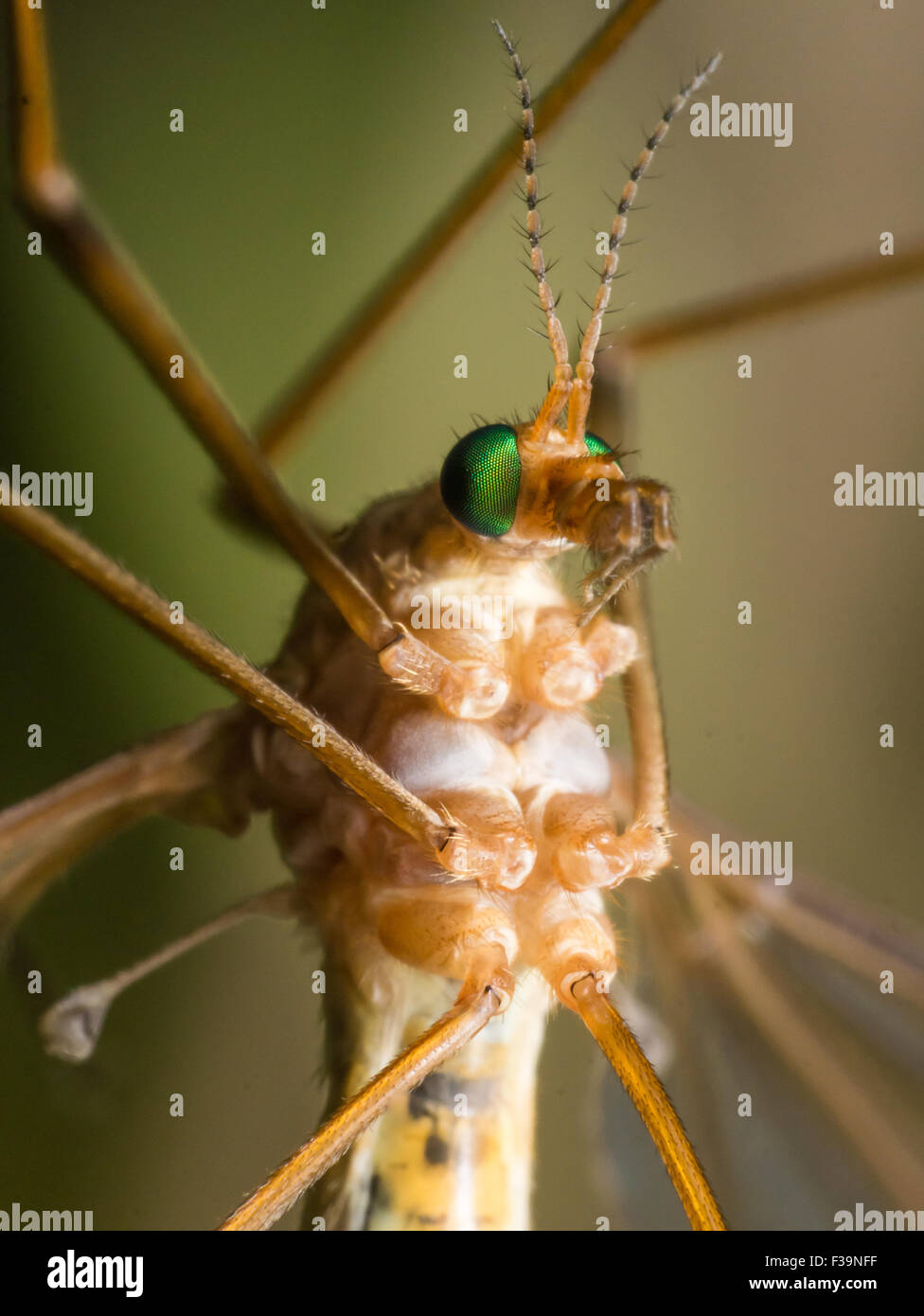 Crane Fly (Mosquito Hawk) with bright green eyes front view Stock Photo