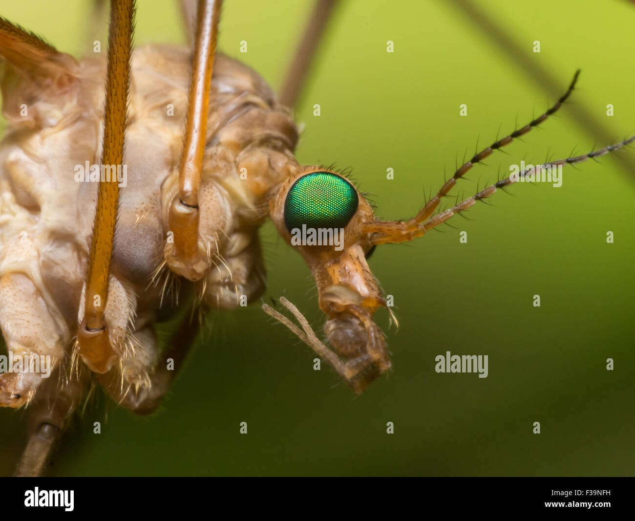 Crane Fly (Mosquito Hawk) with bright green eyes close up profile view Stock Photo