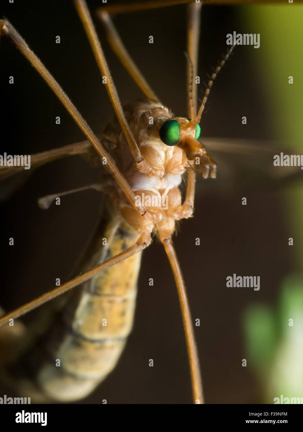Crane Fly (Mosquito Hawk) with bright green eyes close up profile view Stock Photo