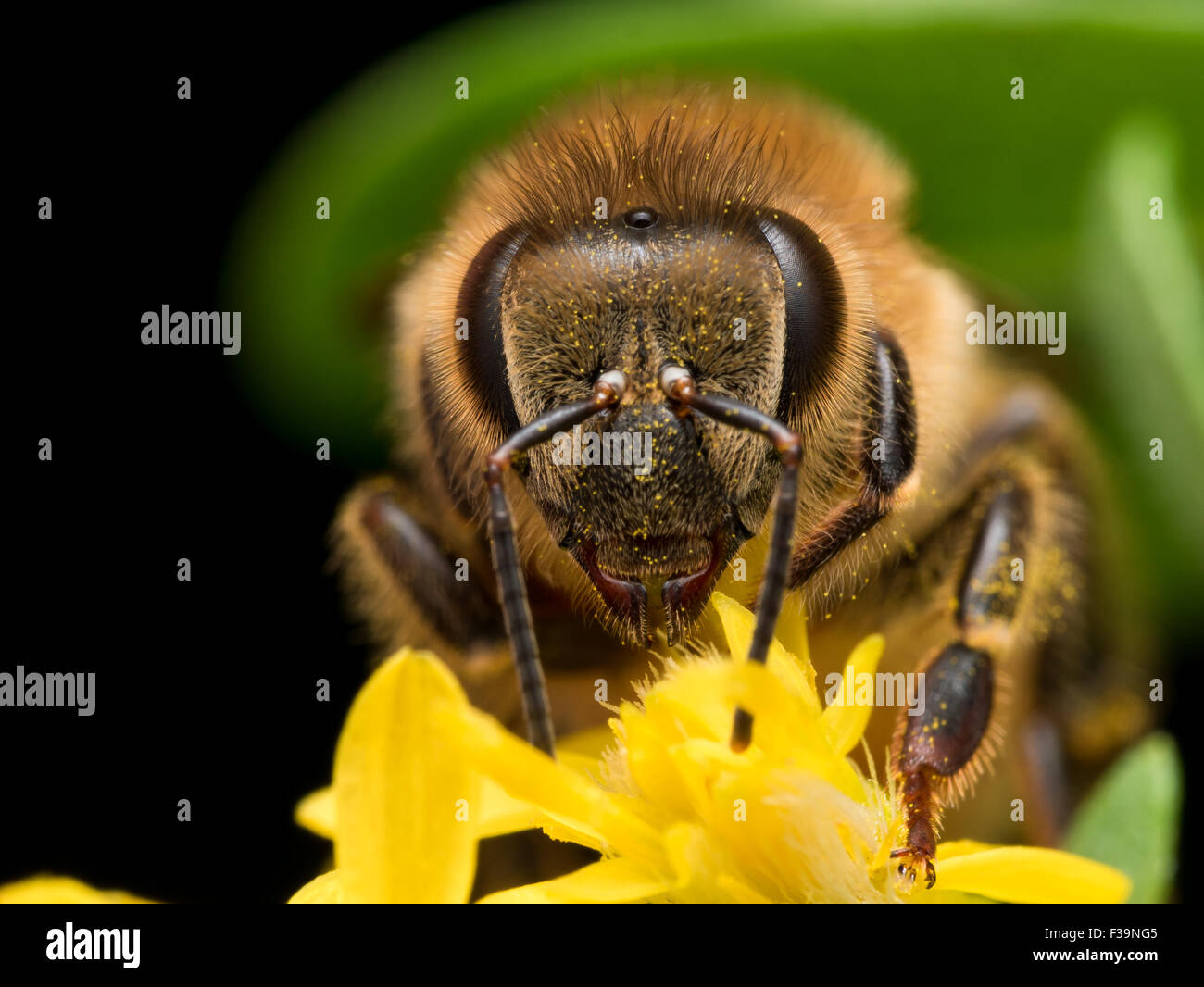 Bright Golden honeybee extracts pollen from yellow flower Stock Photo