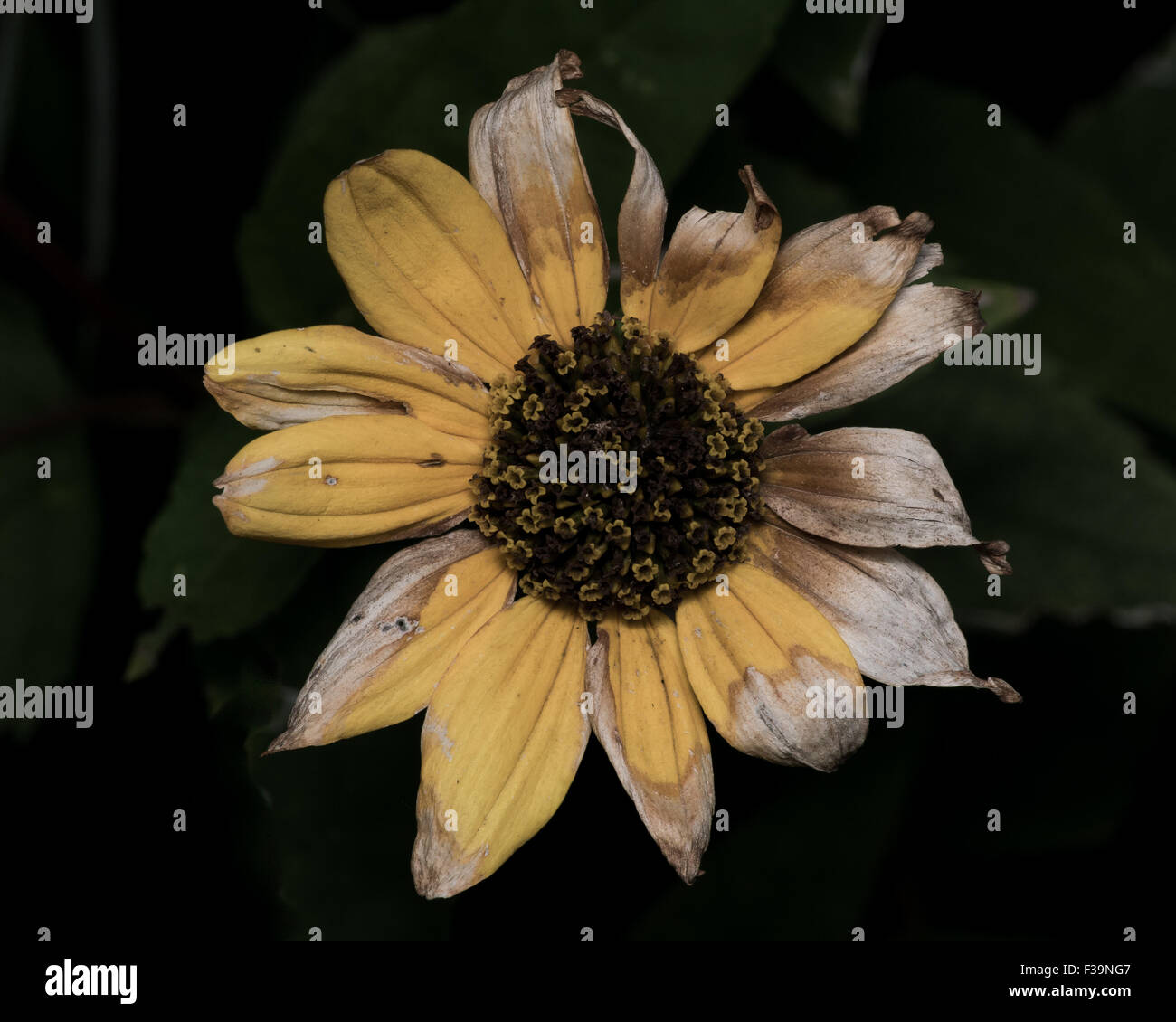 Yellow Sunflower with faded dying petals Stock Photo Alamy