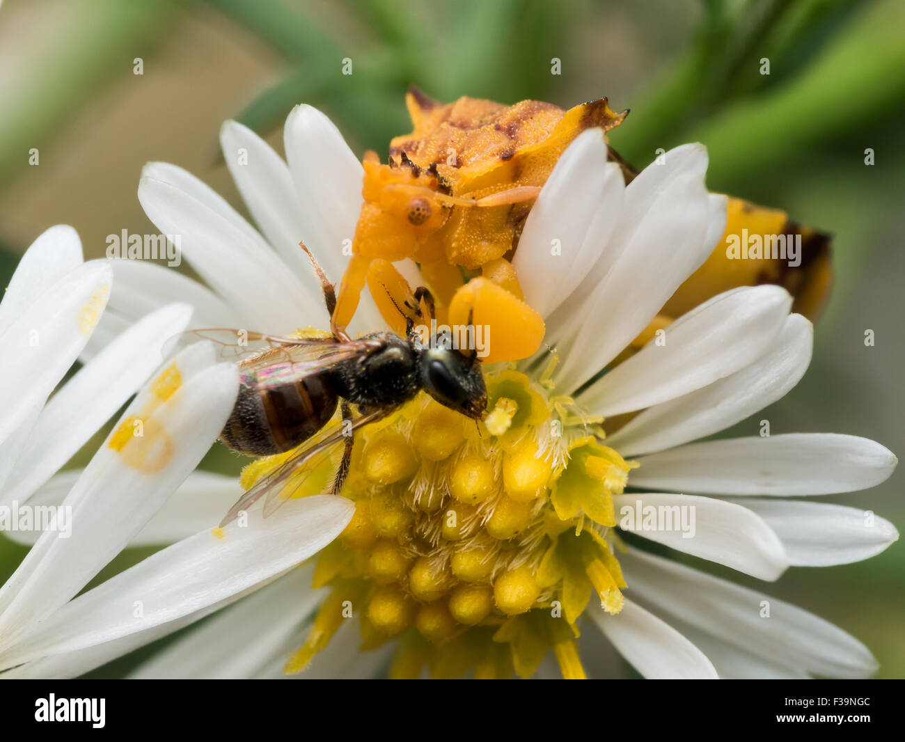 Yellow Ambush Bug Eats Wasp on white aster Stock Photo