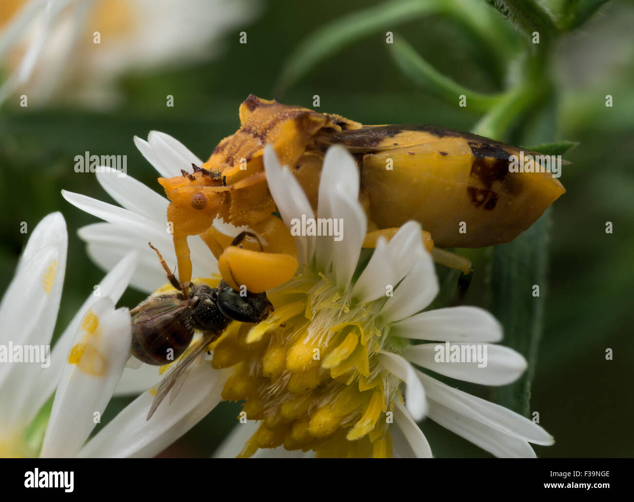 Yellow Ambush Bug Eats Wasp on white aster Stock Photo