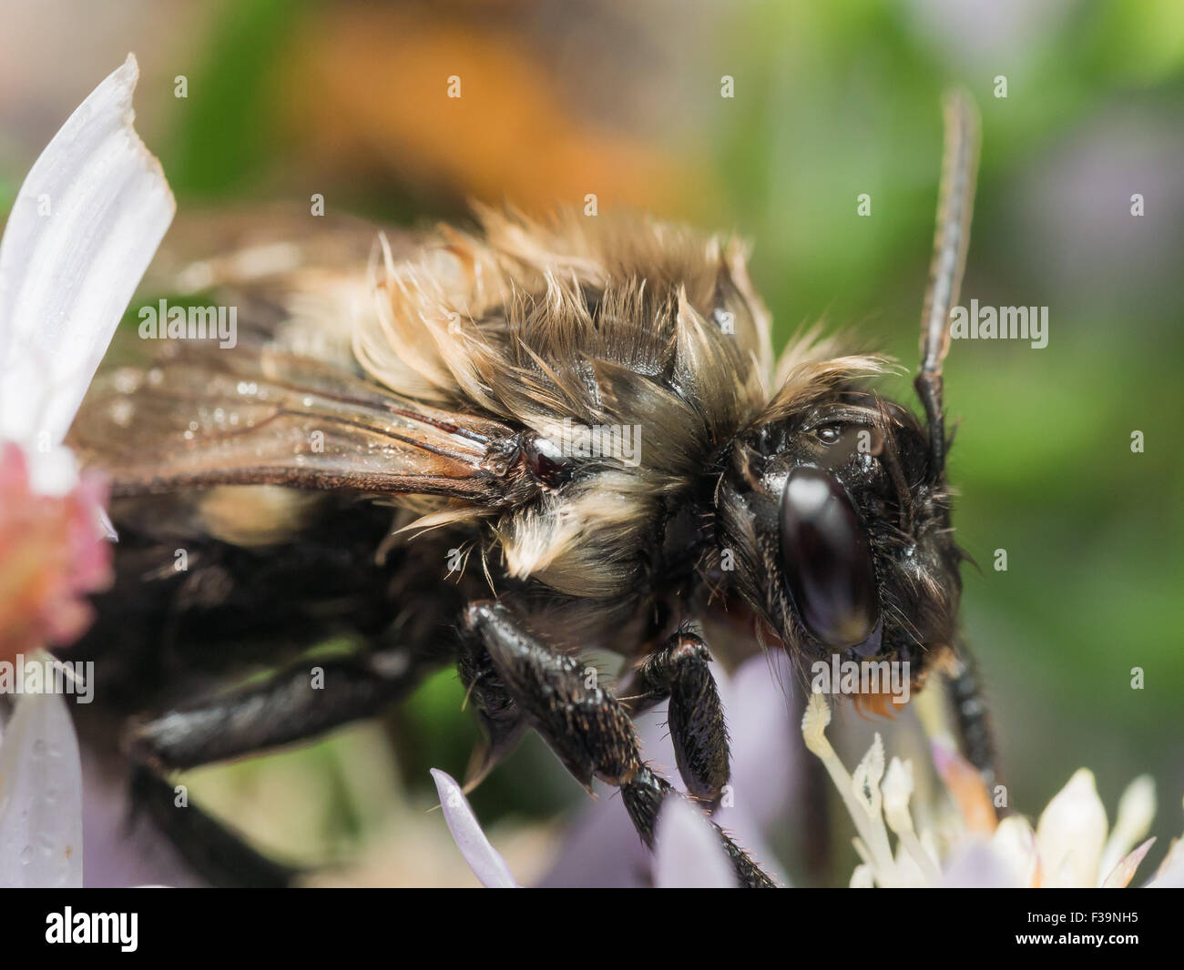 Bumble Bee Pollen High Resolution Stock Photography and Images - Alamy