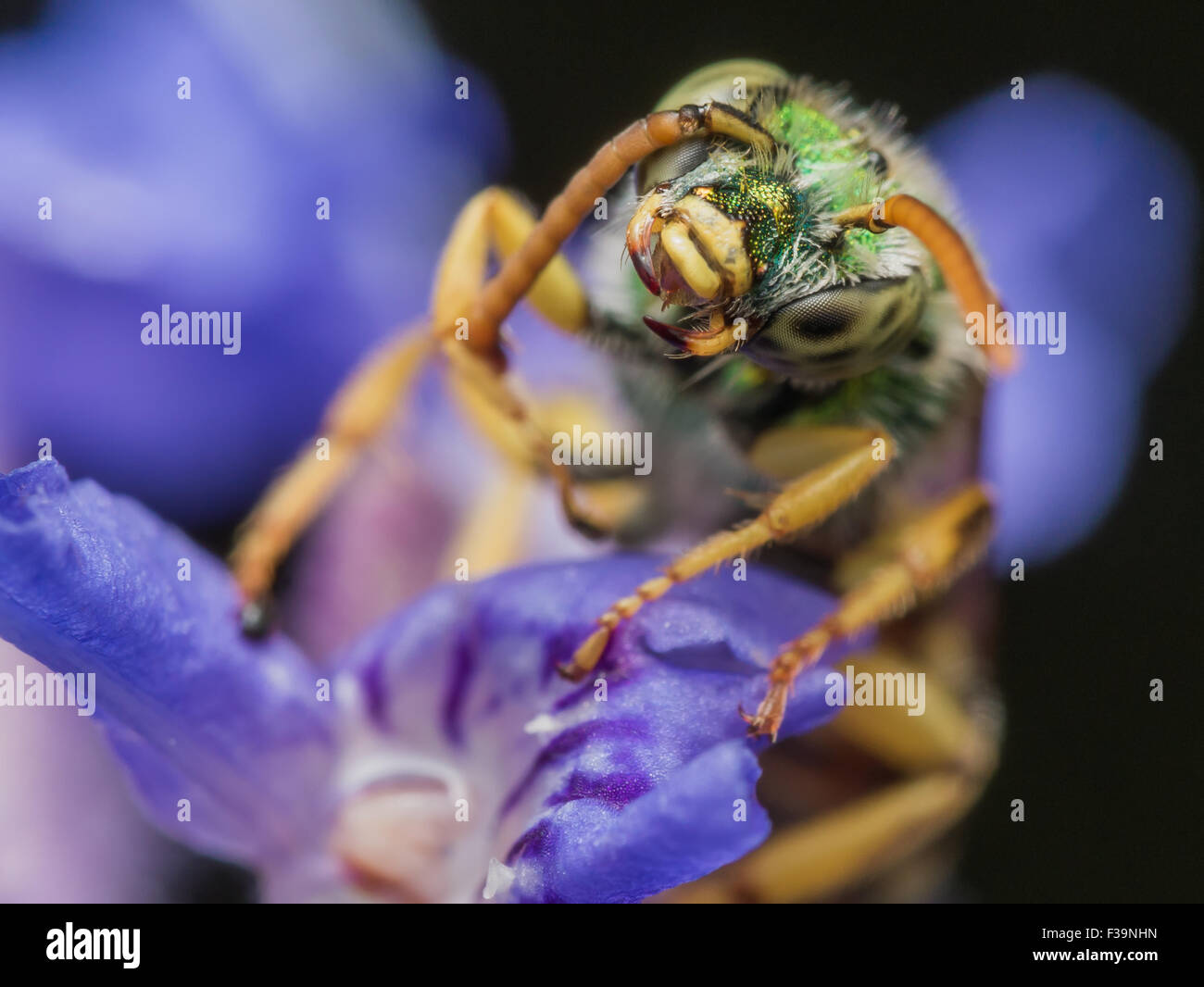 Metallic Green Sweat Bee on Purple Flower Stock Photo