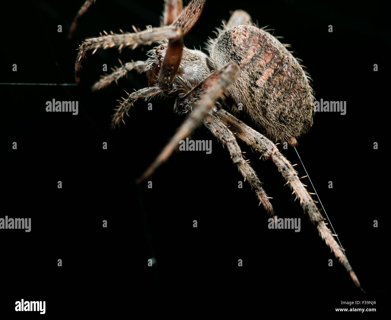 Orb Weaving spider lays out Web closeup with black background Stock Photo