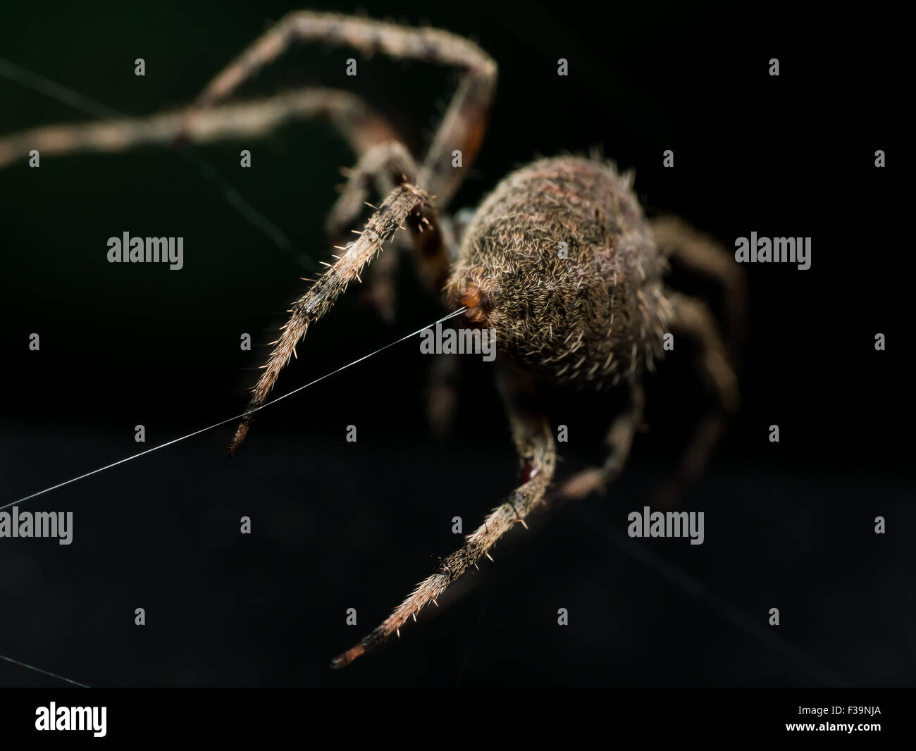 Orb Weaving spider lays out Web closeup from behind with black background Stock Photo