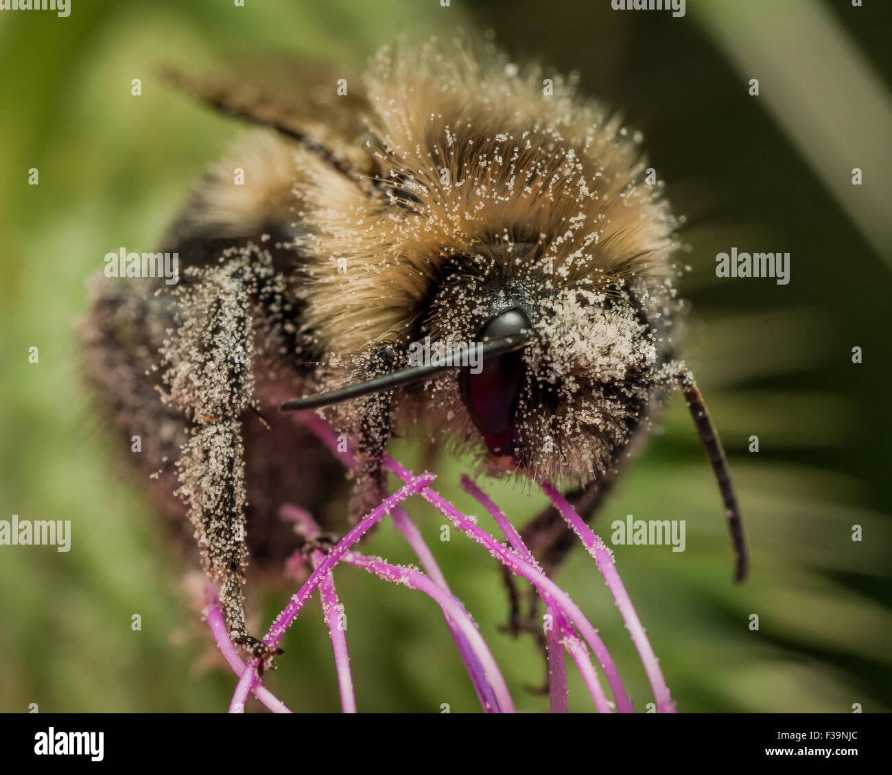 Bumble bee covered in pollen on purple thistle Stock Photo