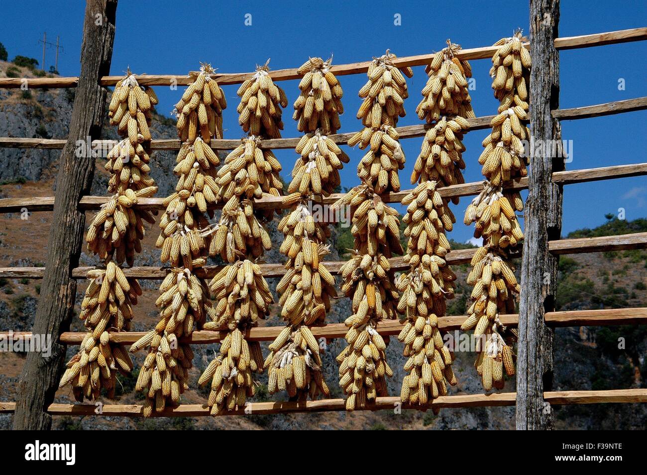 Guan Yin Xia, China:  Bunches of corn hung on wooden racks to dry in the sunshine for use as livestock food Stock Photo
