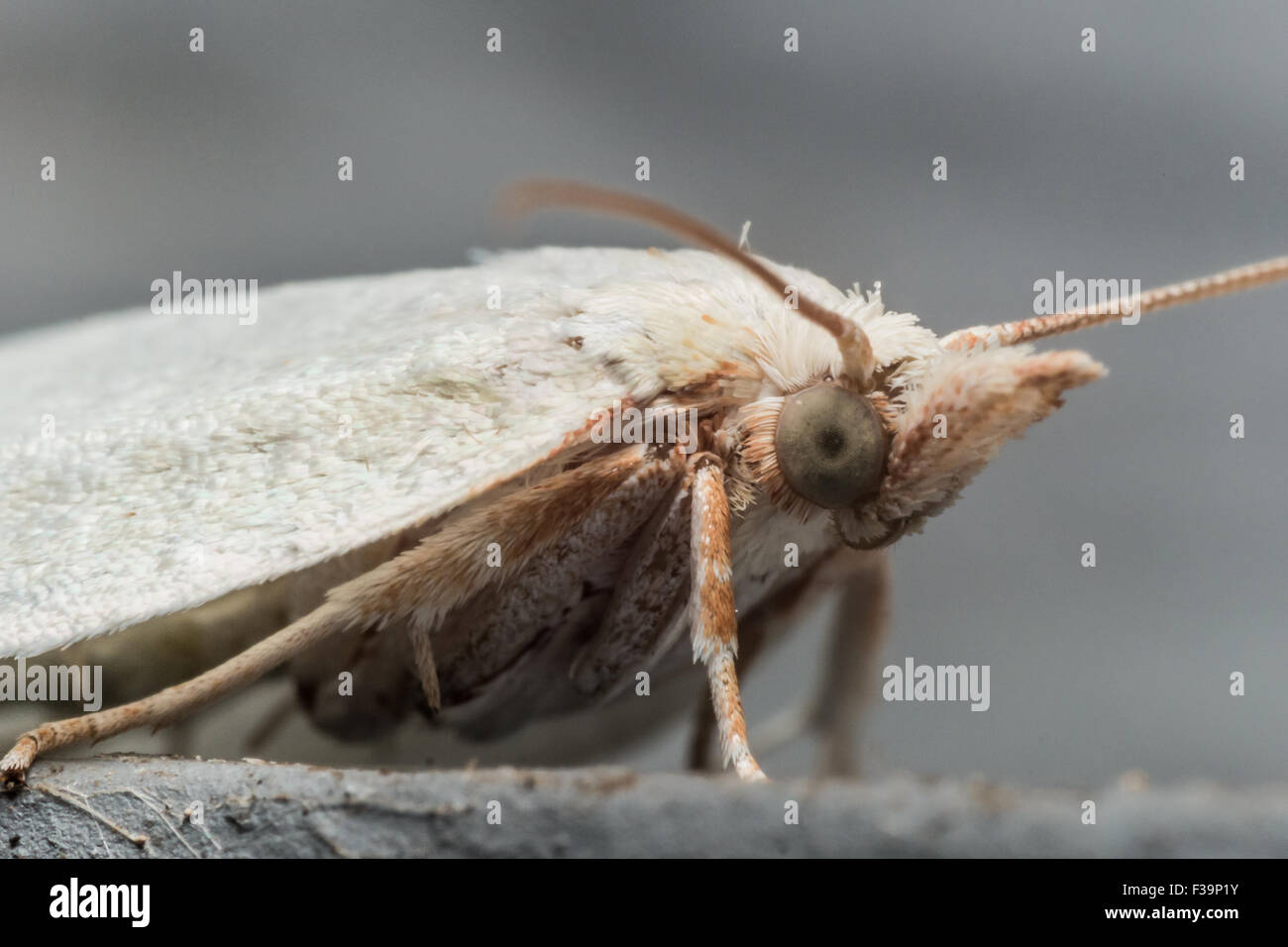 Rapids Insect White moth with green eyes on gray surface profile view Stock Photo - Alamy