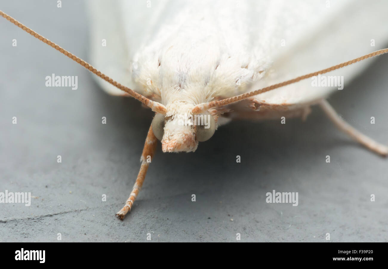 Rapids Insect White moth with green eyes on gray surface portrait view Stock Photo ...