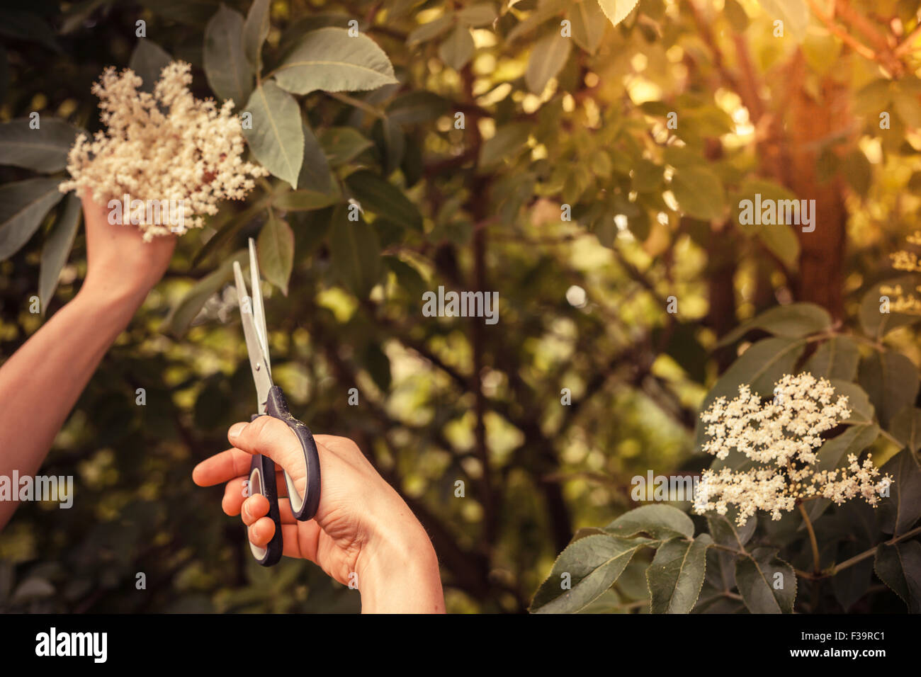 A young woman is cutting elderflowers from a tree with scissors Stock Photo