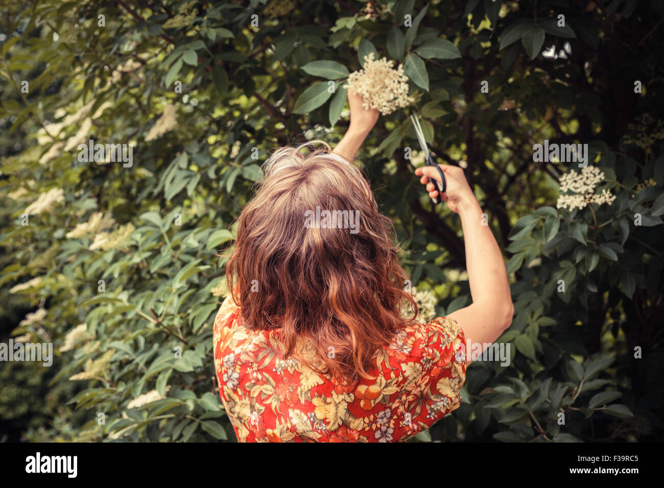 A young woman is cutting elderflowers from a tree with scissors Stock Photo