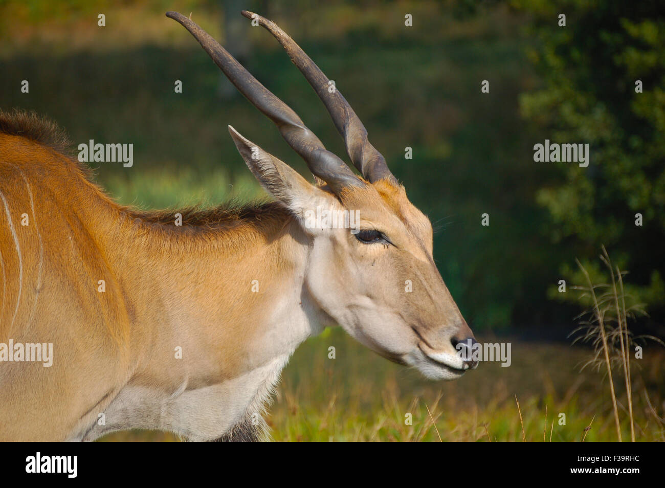 Spiral horns hires stock photography and images Alamy