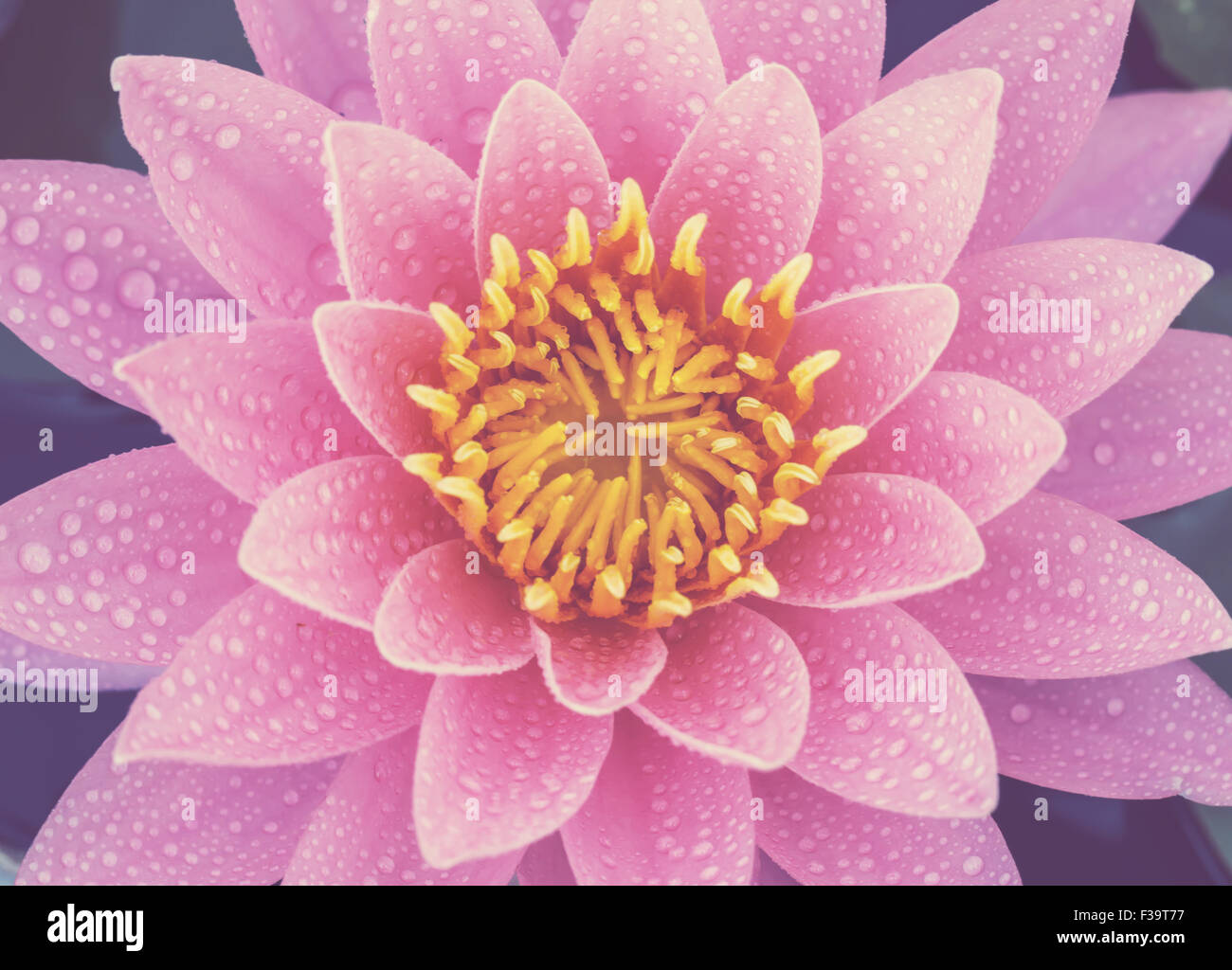 water lily in pond close up Stock Photo - Alamy