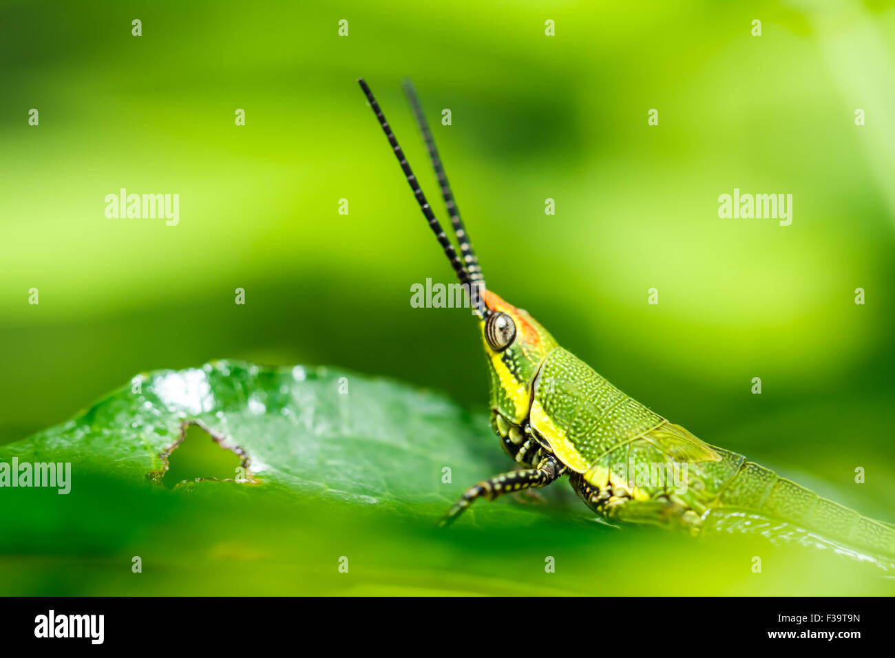 green grasshopper on grass leaf Stock Photo
