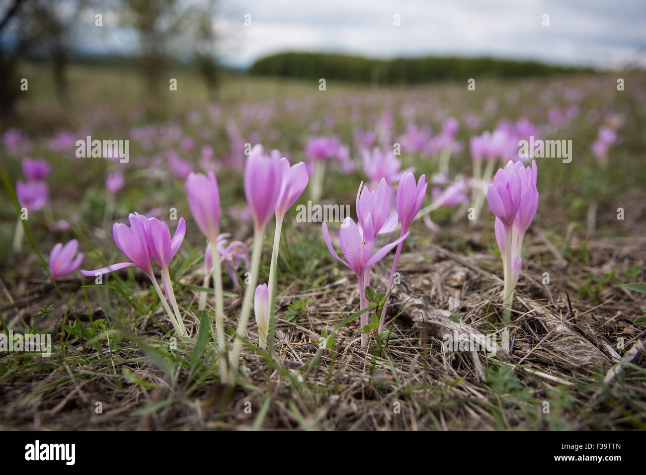 Colchicum autumnale also known as autumn crocus flowers on a meadow during september Stock Photo
