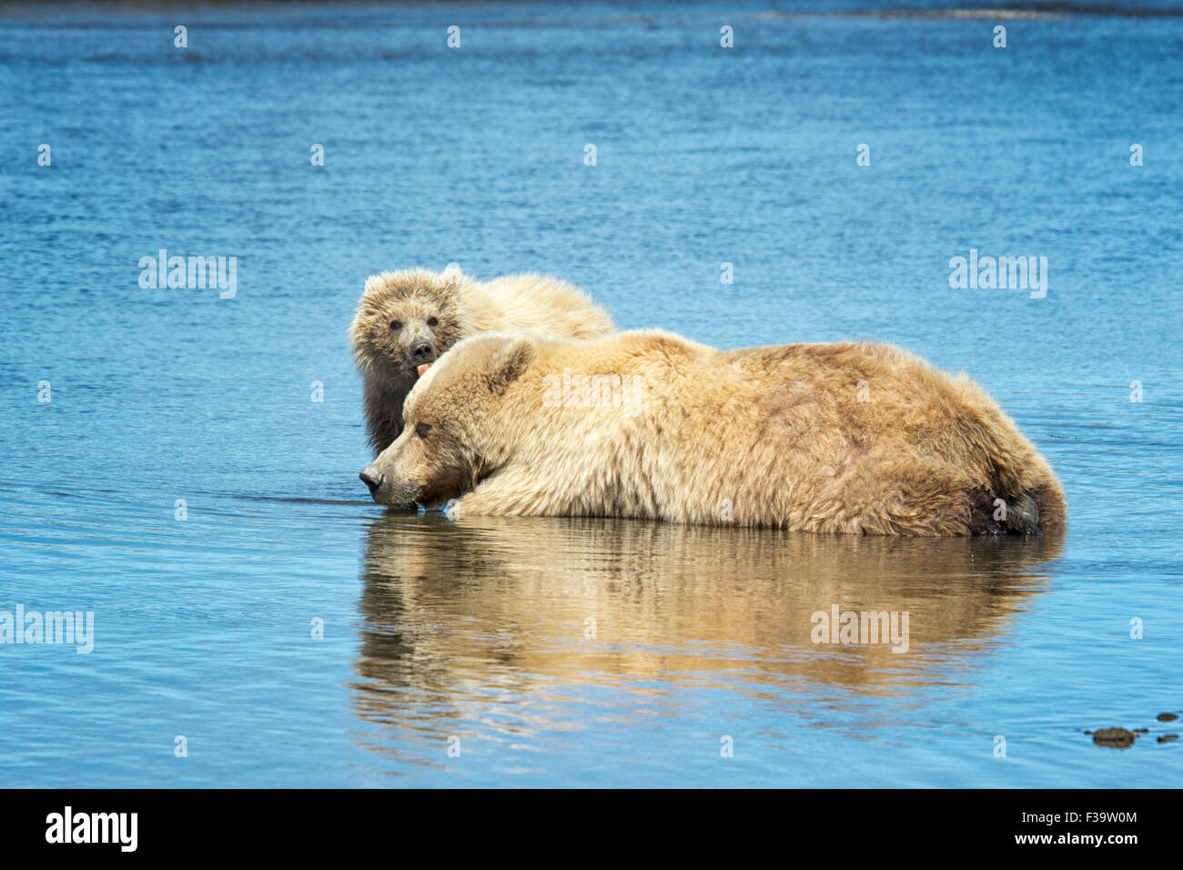 Cute Grizzly Bear Spring Cub, Ursus arctos, licking its mother, Lake Clark National Park, Alaska, USA Stock Photo