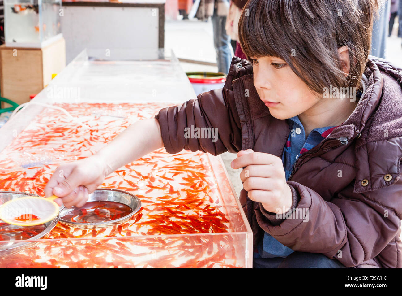 Caucasian child,  boy, 9-10 year old, gold fish fishing from stall at Shinto Shrine entrance. 'Kingyo sukui' is a popular child's game in Japan. Stock Photo