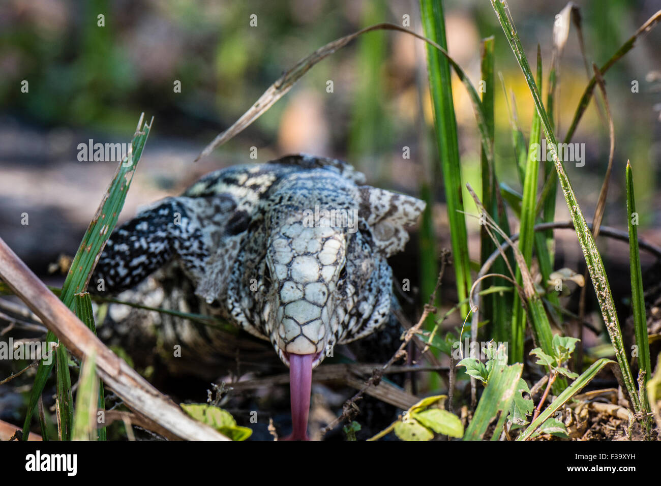 Close-up of a Wild adult Argentine Black and White Tegu,Tupinambis merianae, tongue out, Panatanal, Mato Grosso, Brazil, South America. Stock Photo