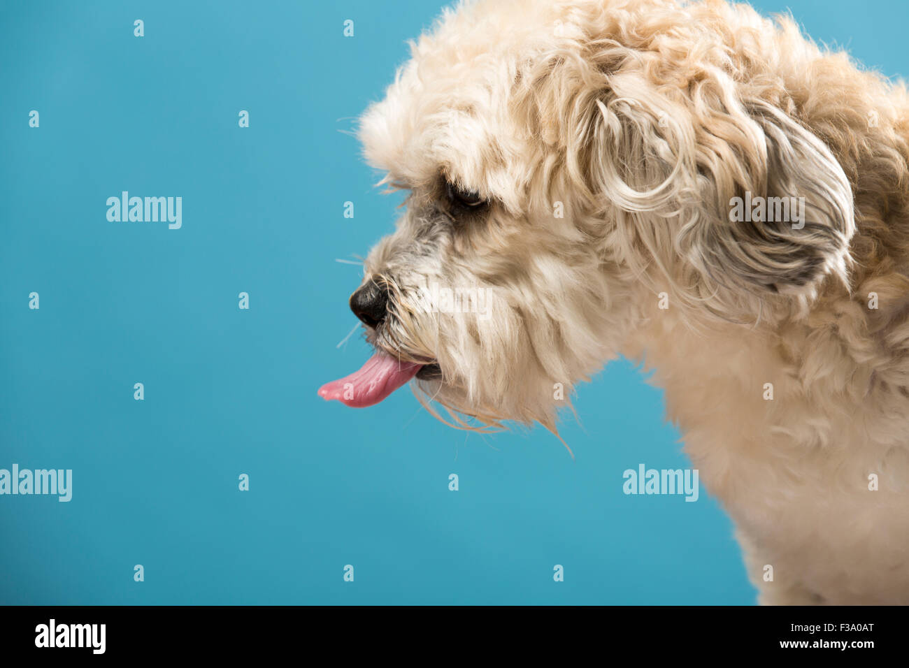 Portrait of a Bichon Frise dog sticking its tongue out against a blue backdrop Stock Photo