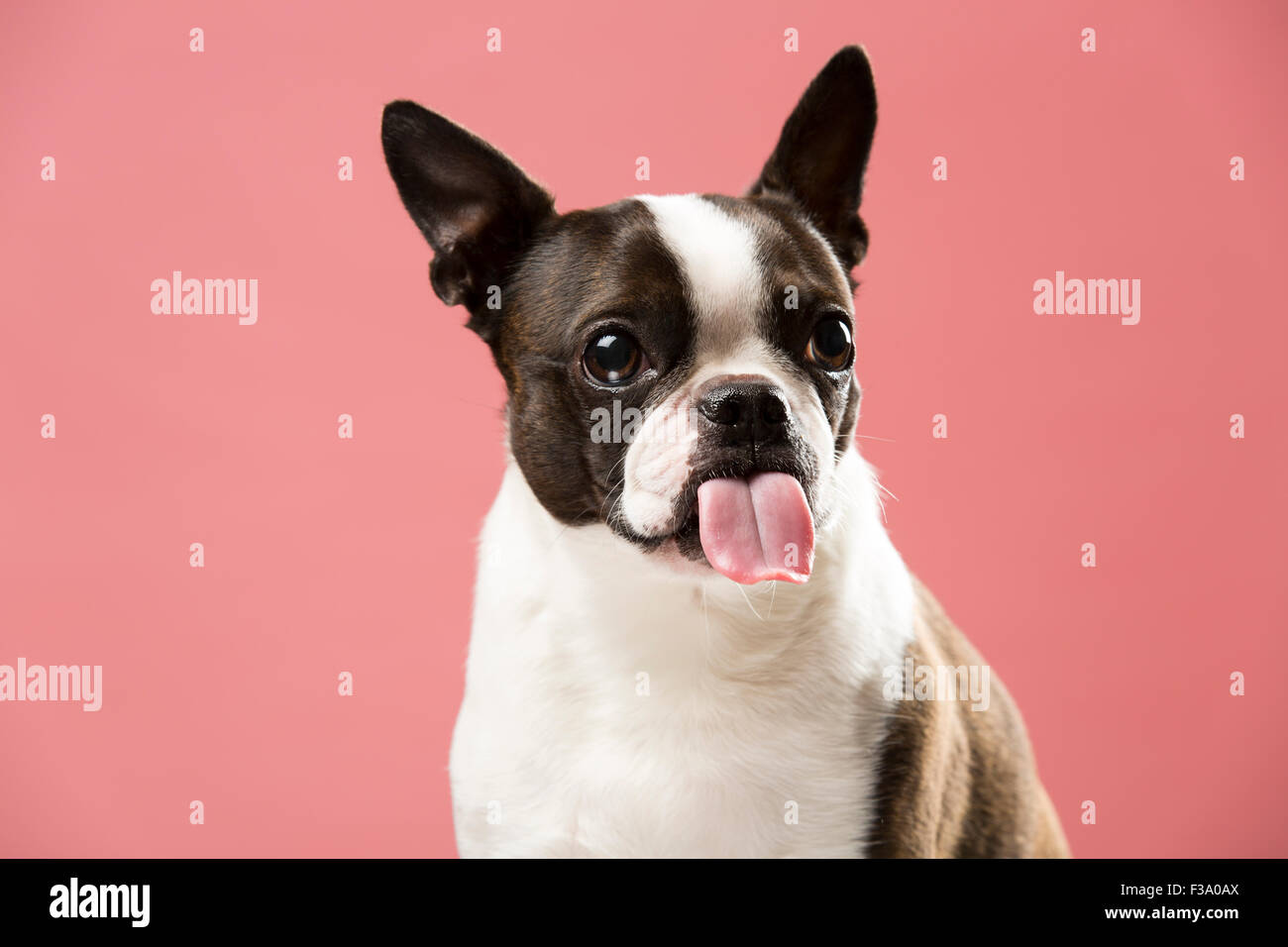 Portrait of a Boston Terrier dog sticking its tongue out against a pink backdrop Stock Photo