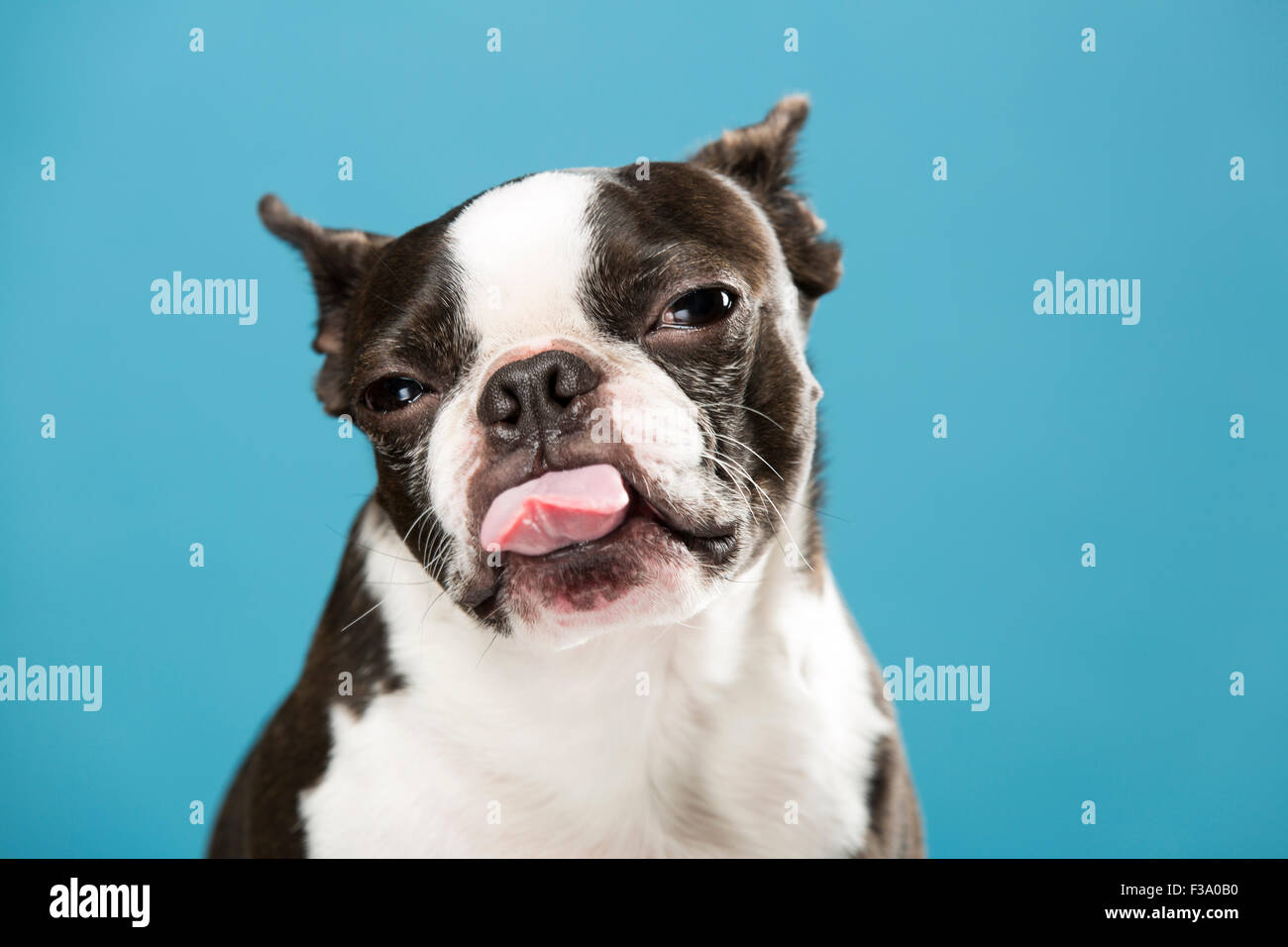 Portrait of a Boston Terrier dog sticking it's tongue out against a blue backdrop Stock Photo