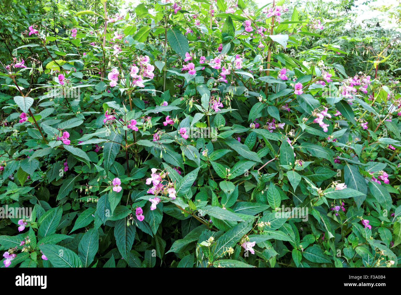Himalayan balsam (impatiens glandulifera ) Stock Photo
